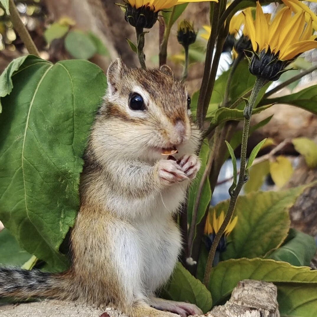 松鼠活物 正规养殖场家养小宠物金花压成花栗鼠活物易养活包健康 金花