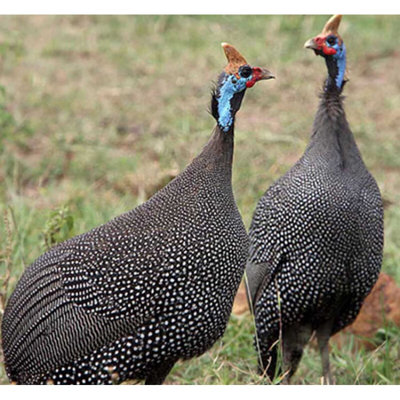 百鸡之家散养正宗纯种一斤珍珠鸡苗幼苗活苗珍珠棉鸡活苗拖温鸡苗绿壳