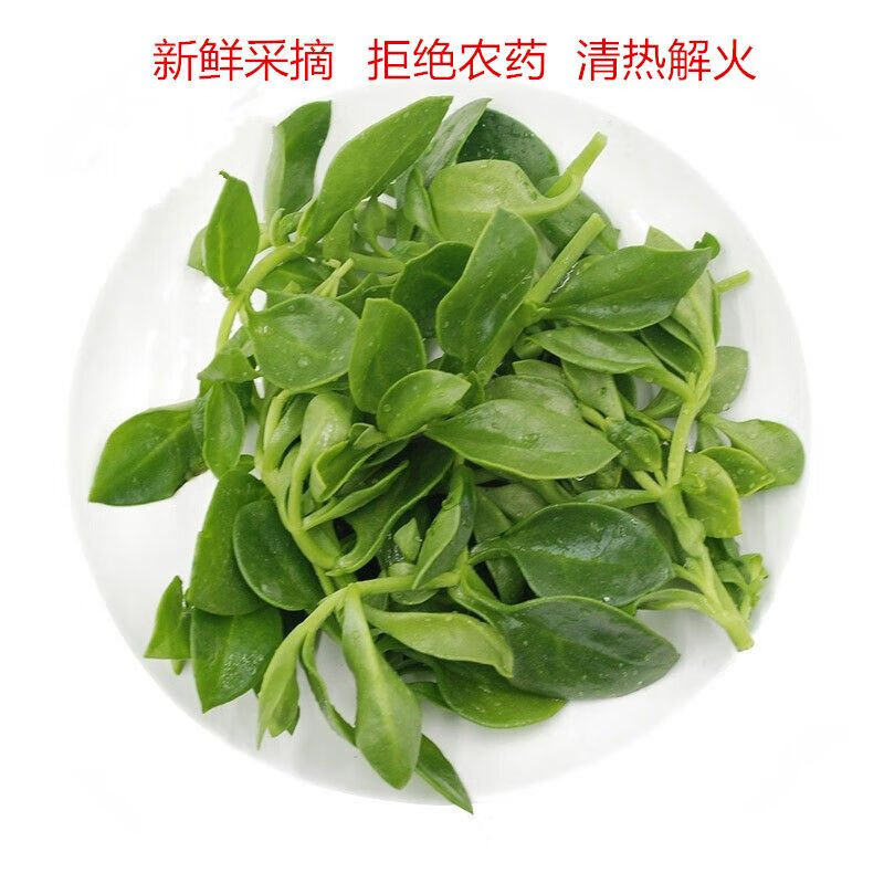 新鲜田七菜500g 穿心莲 嫩叶绿叶菜凉拌菜沙拉菜叶菜火锅酒店特色 1斤