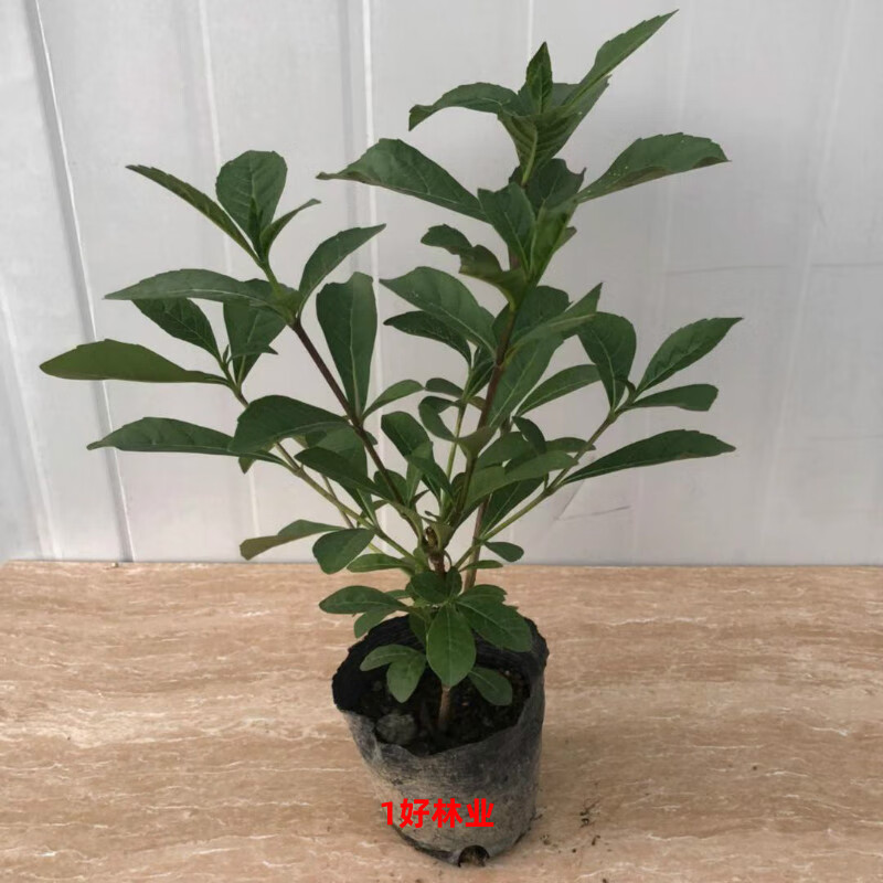 醉春木蓝蝴蝶花苗阳台盆栽花卉植物蝴蝶兰四季开花蓝色奇特花朵易养好