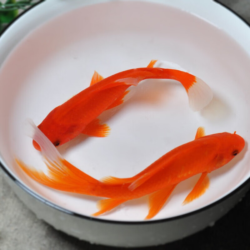 萌小鼠锦鲤鱼活体冷水淡水观赏鱼金鱼风水鱼大小型鱼苗批发耐活鱼 红