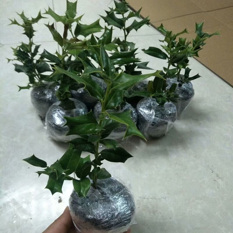 新苗枸骨元宝刺老虎猫儿刺八角刺树苗枸骨苗盆景树花卉绿植盆栽 10-15