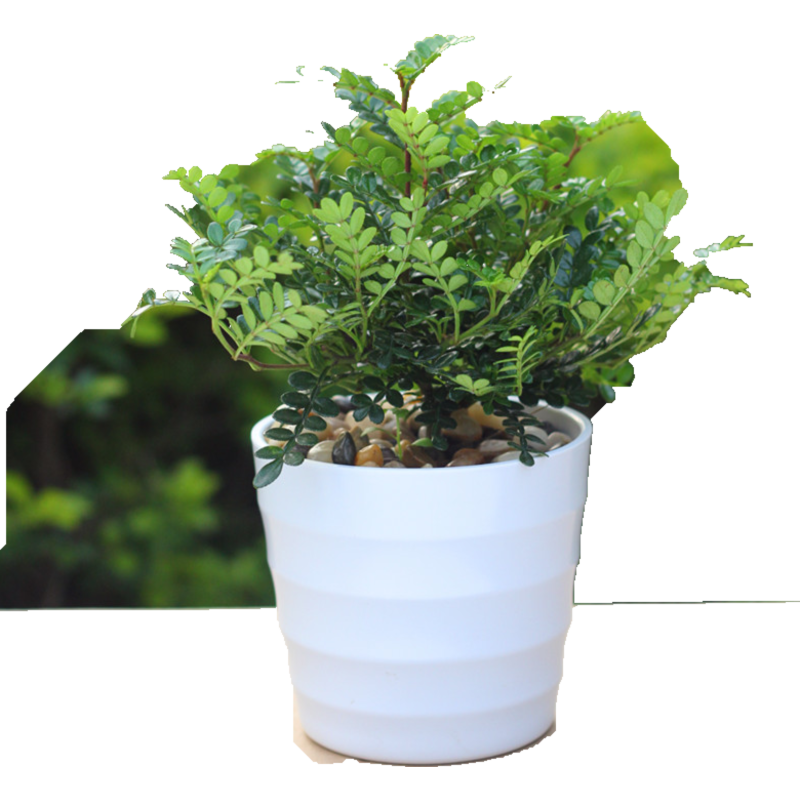 查询绿植盆栽价格最低|绿植盆栽价格走势图