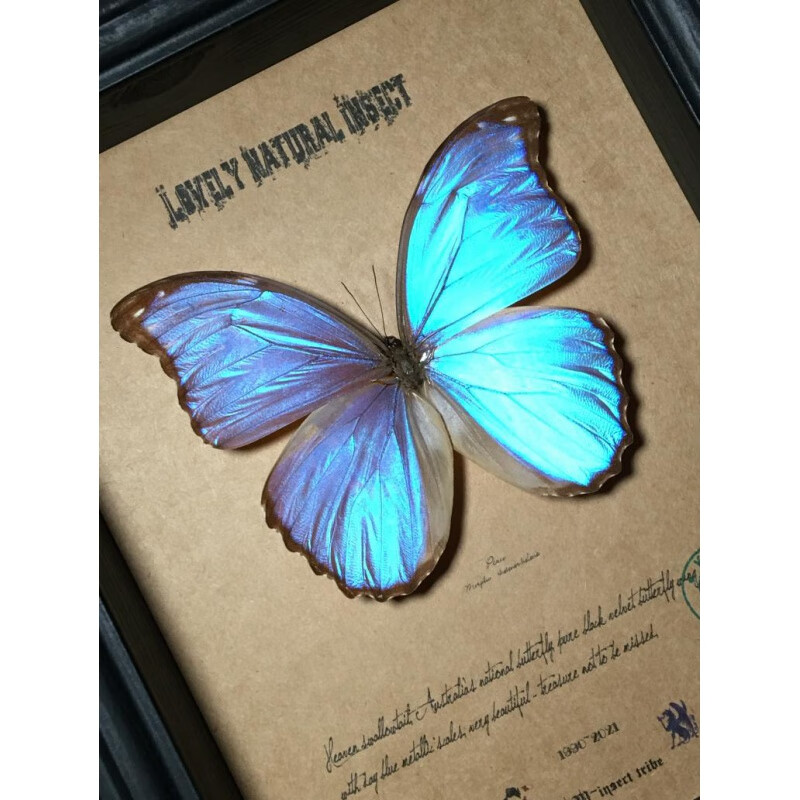 昆虫标本原始雨林惊叹的晶白闪蝶蝴蝶标本珍藏欧式简约昆虫礼品b1