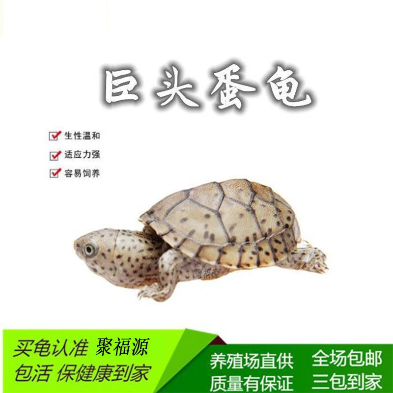 御聚源(yujuyuan)巨头蛋龟活体迷你深水小型龟宠物观赏苗子异宠宠物
