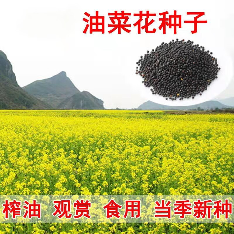 夕树花晨彩色油菜花种子绿化花海景观观赏大花彩色油菜花油菜籽耐寒新