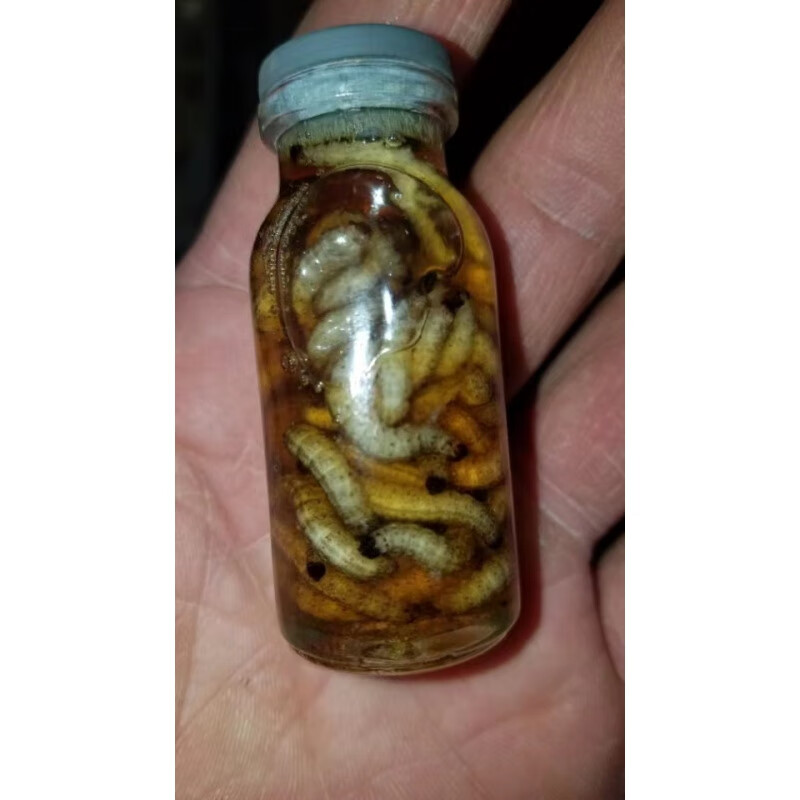 荣郁 苍耳虫活体苍耳子虫中药材中草药芝麻油浸苍耳子虫 25只芝麻油