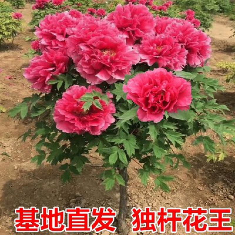 草堂单子叶草堂独杆牡丹花树苗正宗牡丹大苗独杆树状庭院点缀开花树苗