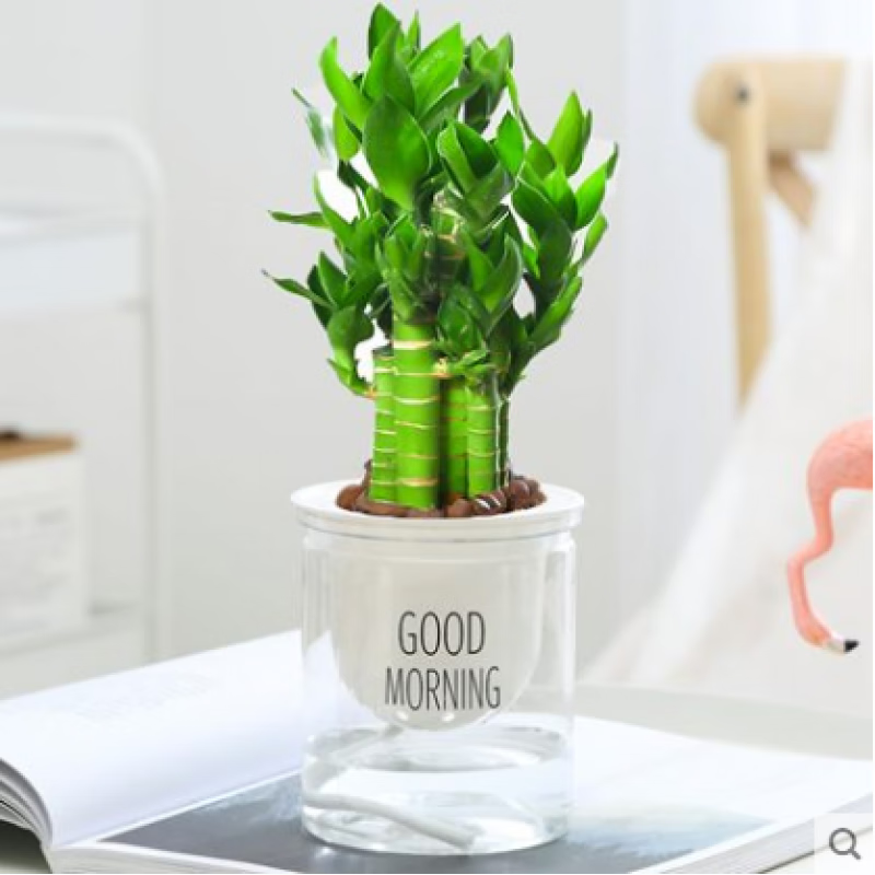 �����ⲽ���߹����񸻹�ɻ���ˮ������������������ֲ������ȩˮ��ֲ�� �ɻ���5֧���簲�衿 ����