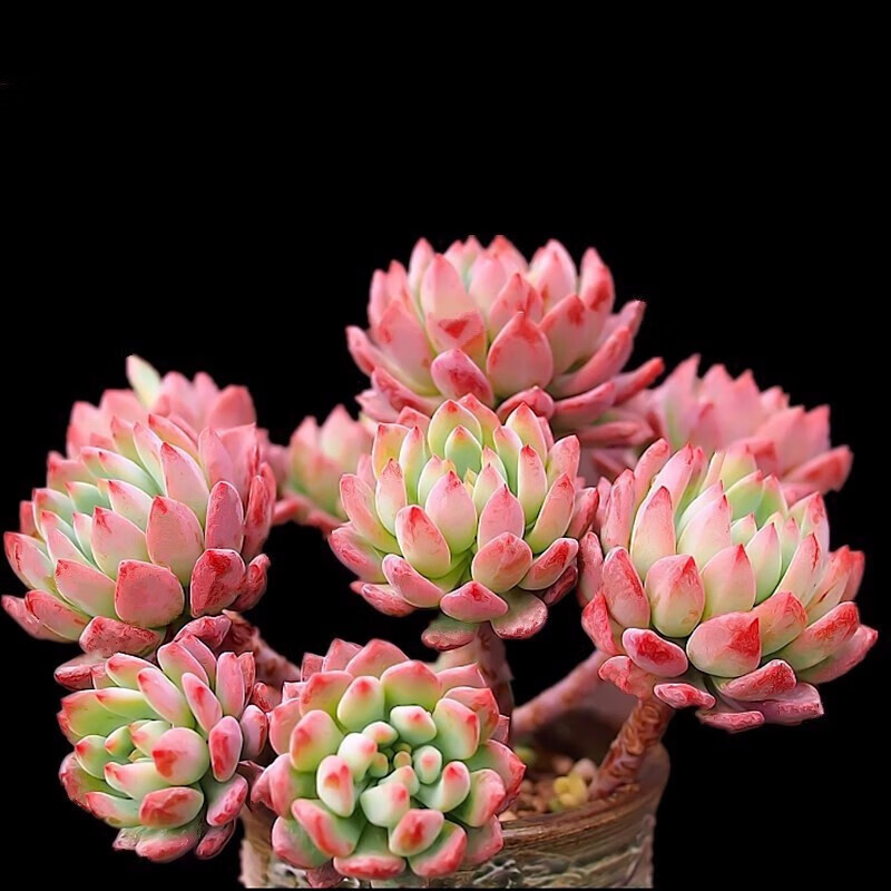 �θɺͣ�xinganhe������ֲ������������׮�칫�����͸ɺ�������ֲ���� ����˹����ͷ�ļ�ƫ��3-5cm�� 1Ԫ