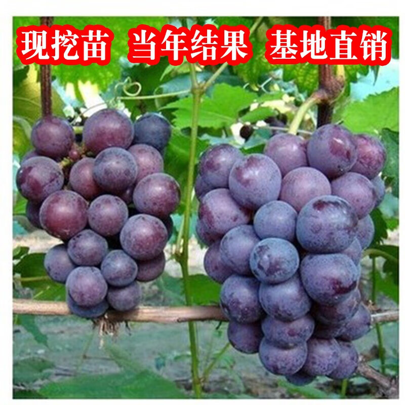 ���վ޷������m����õ������ʯ�������������Ϸ�������ֲ����ͥԺ���� �޷������統����