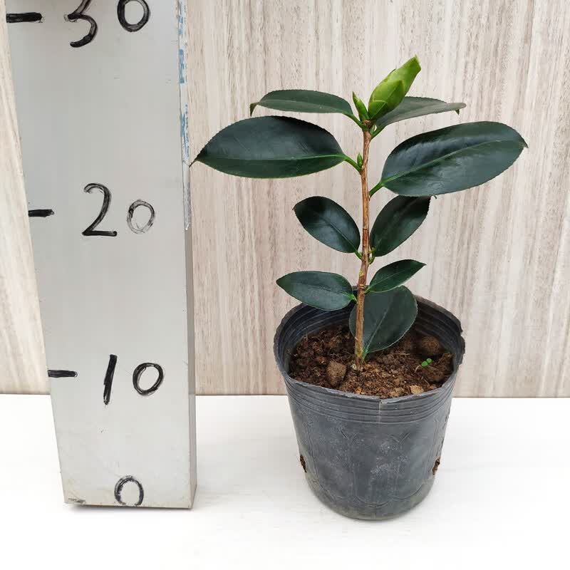 绿可娜绿色山茶花树苗名贵福建龙岩绿植阳台庭院室内四季花卉盆栽家里