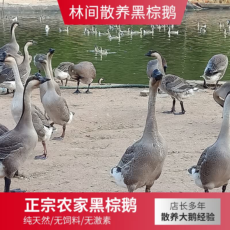 广东农家散养新鲜大鹅鹅肉鹅掌大黑鹅活体黑棕鹅非冷冻现杀完7-8斤