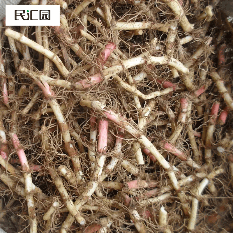 鱼腥草苗多年生菜园蔬菜种子节节根种苗易种折耳根苗根茎 鱼腥草根10