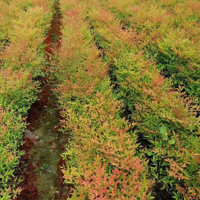畅微红叶南天竹花卉庭院绿化南天竹盆景室内盆栽地栽火焰南天竹树苗老桩小苗绿篱红天竹南天竹50厘米高 盆景苗 虎窝购