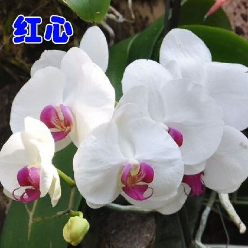 蝴蝶兰花苗盆栽花卉植物带室内绿植 红心 含盆