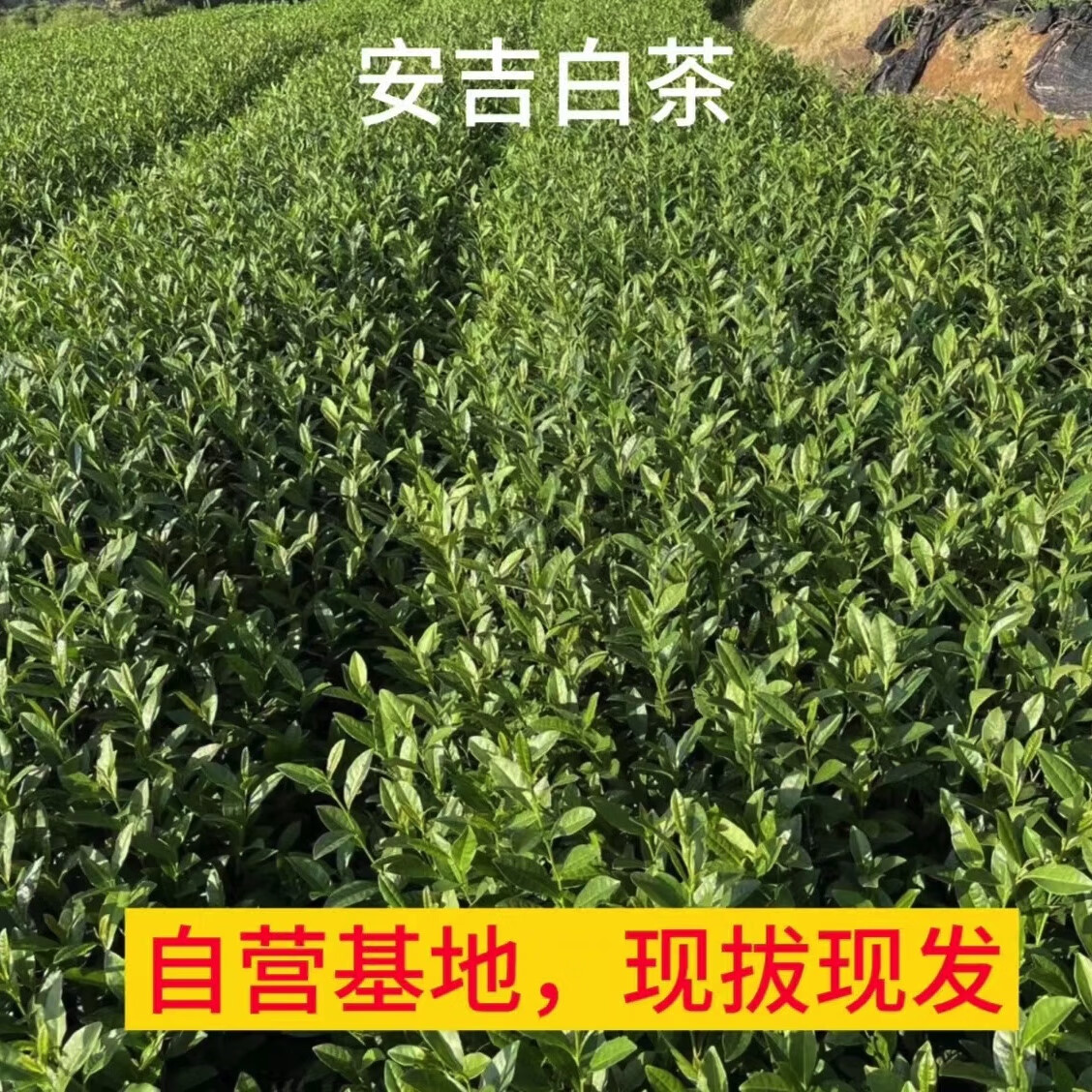 安吉白茶苗龙井43茶苗中茶108苗中黄1号3号新鲜现拔现发 龙井43茶苗