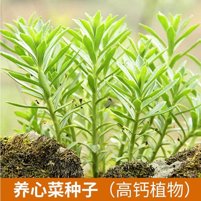 花如嫣养心菜救心菜种子春四季播种盆栽阳台庭院野菜蔬菜养心菜种孑