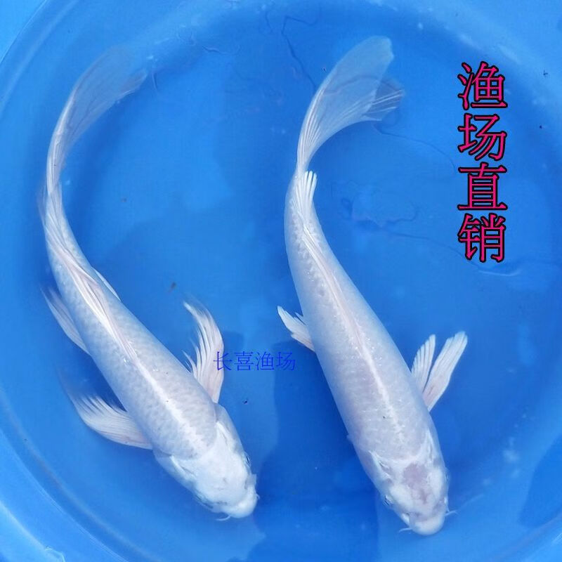 中国红冷水淡水观赏鱼锦鲤鱼活鱼金鱼小型好养红鲤鱼纯种小锦鲤 10-12cm长黑白黄红各一条