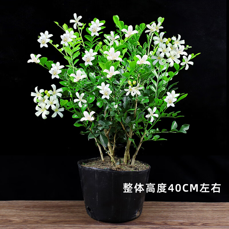 沃绣九里香盆栽室内驱蚊植物七里香树苗阳台浓香花卉四季开花好养绿植