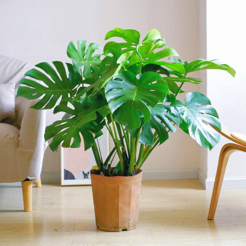 红绿植室内客厅办公室大叶植物除甲醛真花卉 龟背竹-60cm-80cm-原生盆