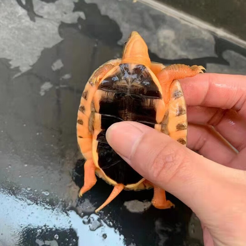 double yellow 三线金钱闭壳乌龟苗活体龟海南种龟越南大黄头龟活体