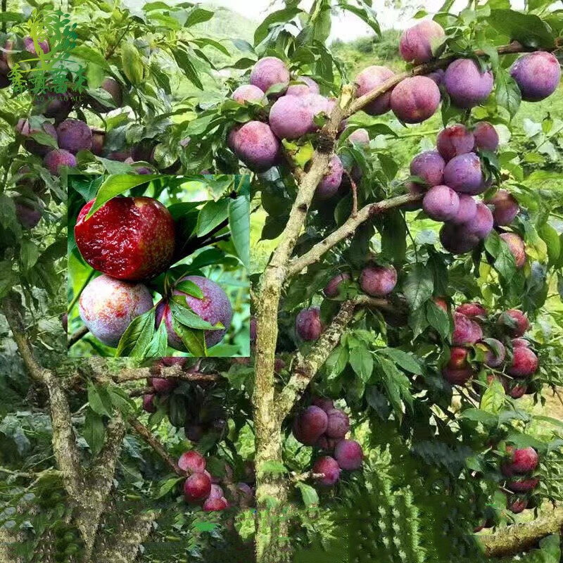 李子树苗 嫁接李子苗 盆栽地栽当年结果嫁接大果耐耐旱 南北方种植