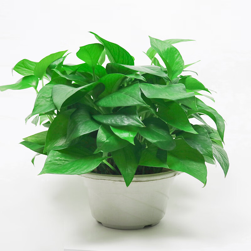 柱状大叶绿萝盆栽大盆室内客厅卧室长藤绿萝净化空气吸甲醛大绿萝
