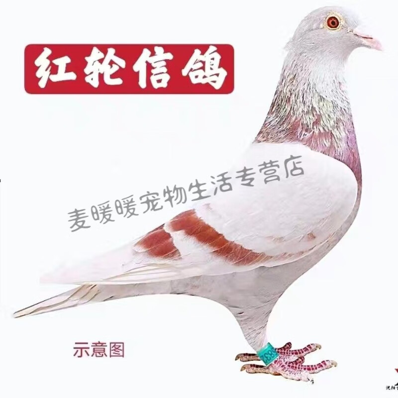 【血统信鸽】赛鸽成绩鸽后代血统信鸽子活体公母一对种鸽幼鸽 红狐