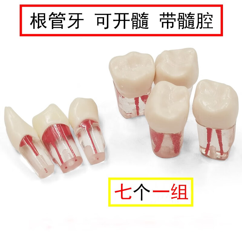 牙科口腔教学仿真模型简易头模树脂根管牙齿牙粒备牙正畸牙模 根管牙（7个一组）