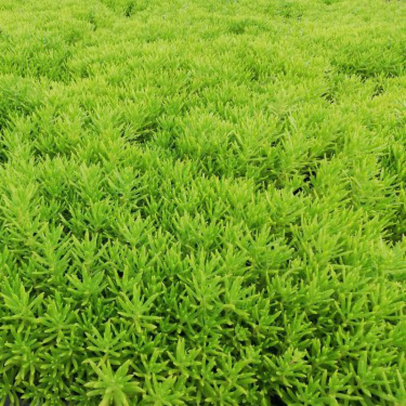 源外园佛甲草屋顶绿化庭院草坪耐寒耐寒四季常绿金叶中华景天佛甲草苗