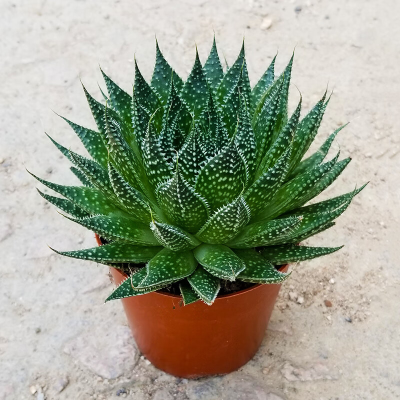 璟梵波露雪花芦荟多肉植物盆栽室内客厅绿植花卉好养芦荟盆栽花 波露