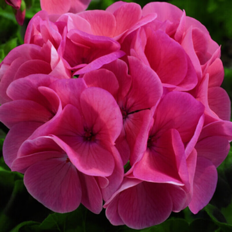 春枝韵 天竺葵 大花天竺葵花苗重瓣花卉庭院阳台四季盆栽天竹葵 【1号