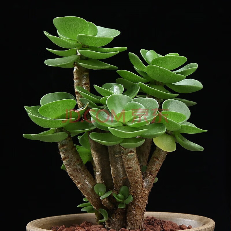 意轩金钱木老桩多肉植物 金钱树 肉肉盆栽室内绿植 金钱木2年高约13
