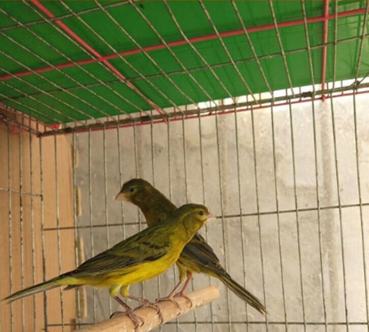 活体玉鸟金丝芙蓉山东黄玉鸟笼养鸣唱鸟小鸟辣椒红玉鸟 绿桂皮幼鸟公