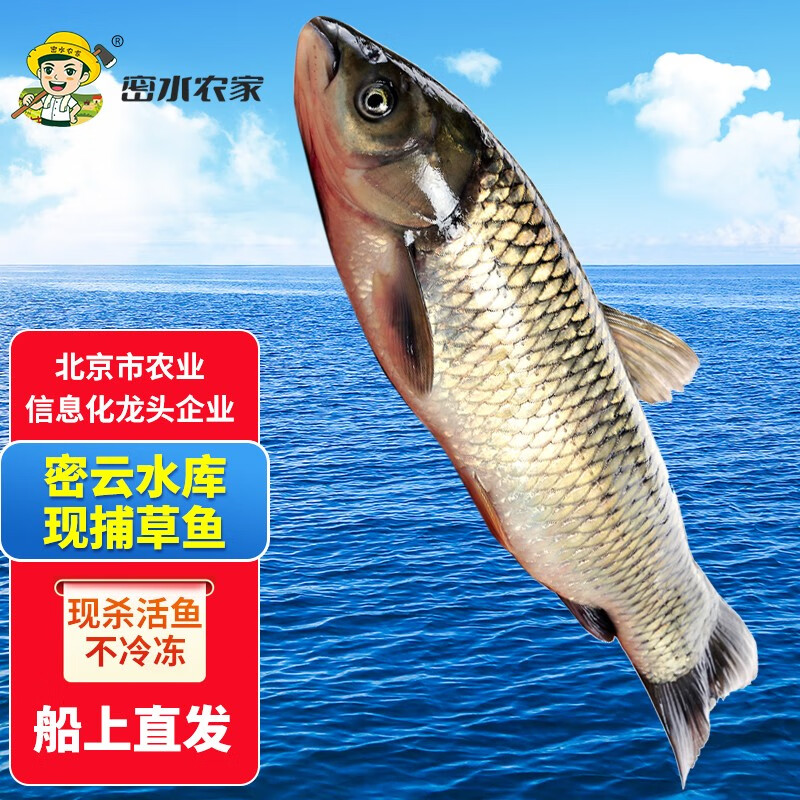 跑山密水农家密云水库鱼 新鲜草鱼 无土腥味 活鱼新鲜宰杀 生鲜鱼类