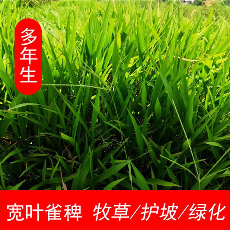 萌蕴(mengyun 宽叶草种子宽叶雀稗百喜草多年生边坡绿化草子耐热护坡