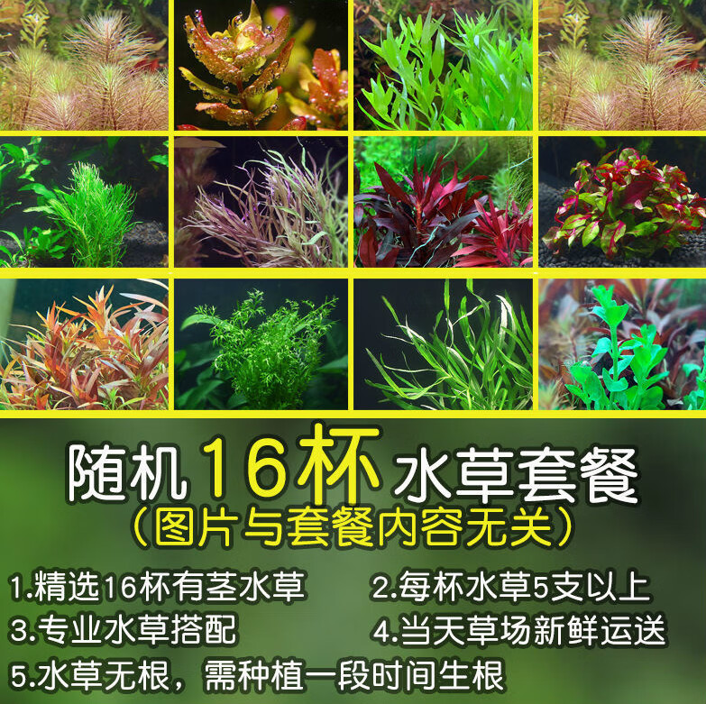 水族箱鱼缸造景水草种子迷你矮珍珠种子金鱼草伊乐藻牛毛草种子迷你牛毛草种子 1000粒 76 7 0评论 26 7元 50元券 鱼缸造景懒人水草淡水 植物水族箱中后景有茎水草绿菊套餐水草造景套餐50 60cm 250 1 0评论 0 1元 50元券 水族箱鱼缸造景水草种子 水族箱鱼缸造景水草种子迷你矮珍珠种子金鱼草伊乐藻牛毛草种子迷你牛毛草种子 1000粒 76 7 0评论 26 7元 50元券 鱼缸造景懒人水草淡水 植物水族箱中后景有茎水草绿菊套餐水草造景套餐50 60cm 250 1 0评论 0 1元 50元券 水族箱鱼缸造景水草种子