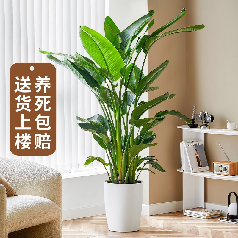 樱霞【顺丰上楼】室内盆栽客厅办公室大型绿植天堂鸟高端大盆栽花卉 天堂鸟1.6-1.8米（7-8珠） 含盆（树脂花盆）高性价比高么？
