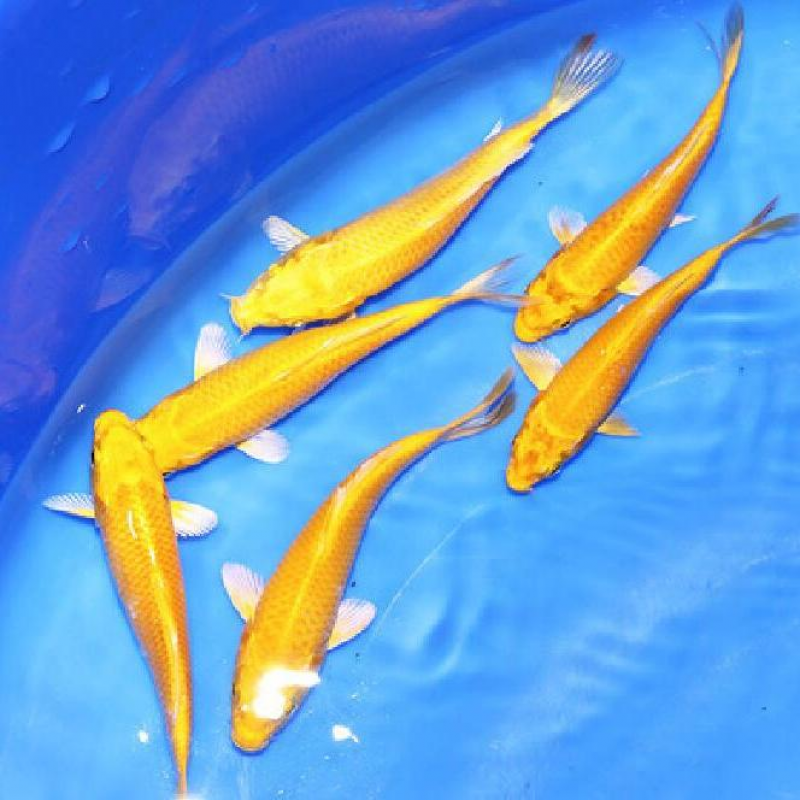 【顺丰】纯种锦鲤黄金白金 黑金 锦鲤观赏鱼活金鱼宠物鱼水鱼 黄金