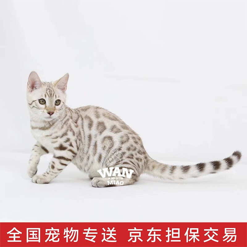涴喵 孟加拉豹子猫活体幼猫银豹宠物猫咪活体签订合同辅助养猫 银白色
