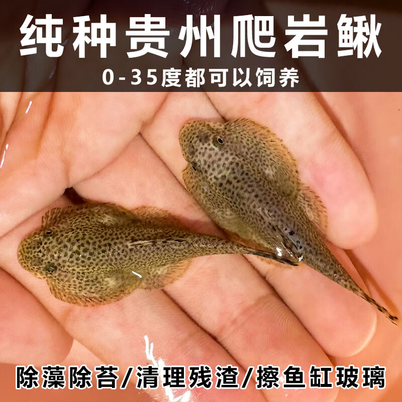 贵州爬岩鳅饲养经验图片