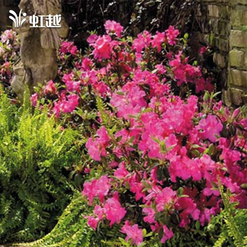 【虹越】进口安酷杜鹃花1加仑盆栽苗 多季开花 花园庭院常绿花卉植物