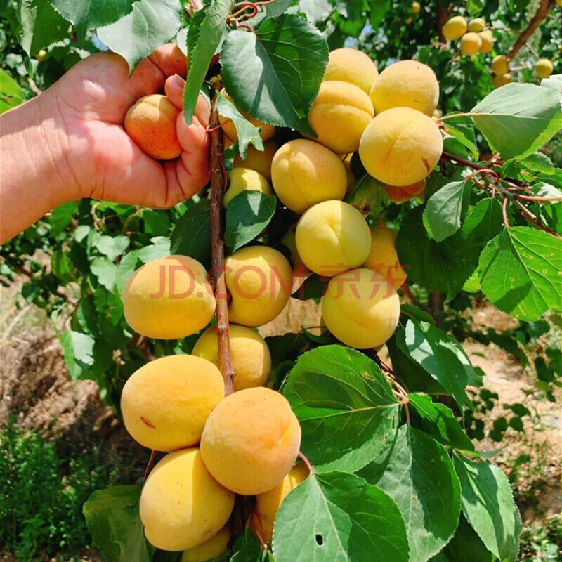 杏树苗大果杏子苗果树苗巨杏子树苗杏树树苗南方北方庭院地栽盆栽果树