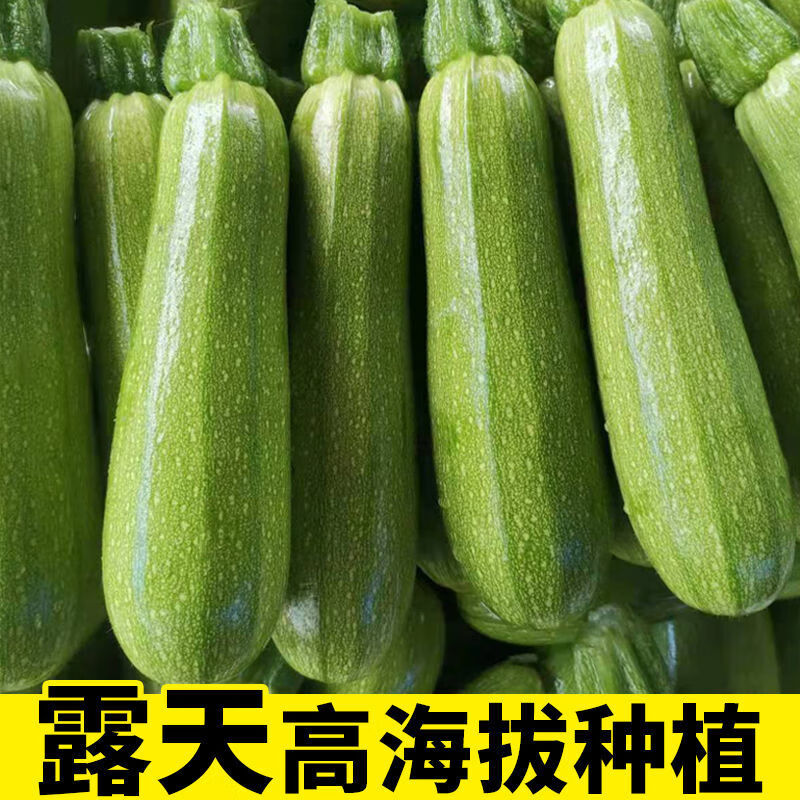 【精选果蔬】云南西葫芦生瓜三月小瓜茭瓜番角瓜1/3/5斤当季新鲜蔬菜整箱批发 整箱5.5斤左右【泡沫箱】精选