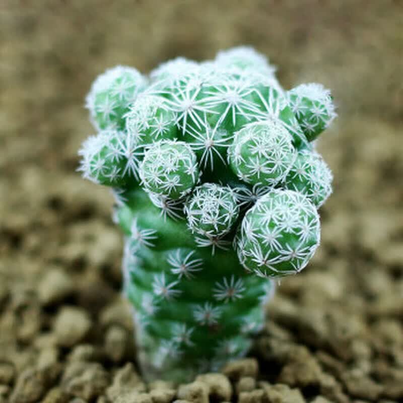 多肉植物新品 办公室室内多肉植物盆栽 懒人植物 多肉组合盆栽 白鸟
