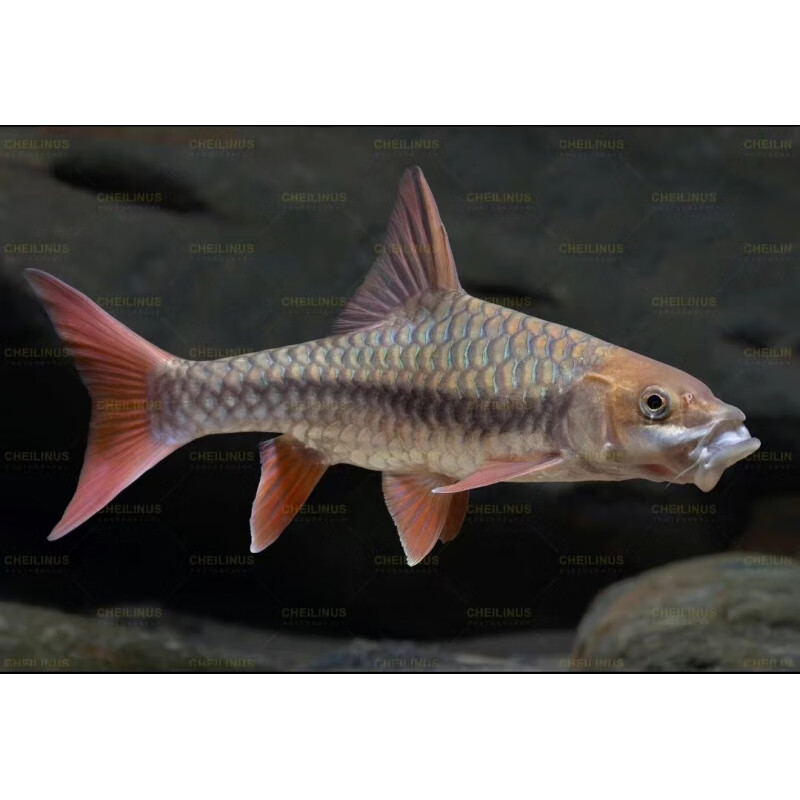 少羽红吉罗吉罗鱼活体中国结鱼原生冷水观赏鱼溪流大型鱼蓝吉罗滇龙