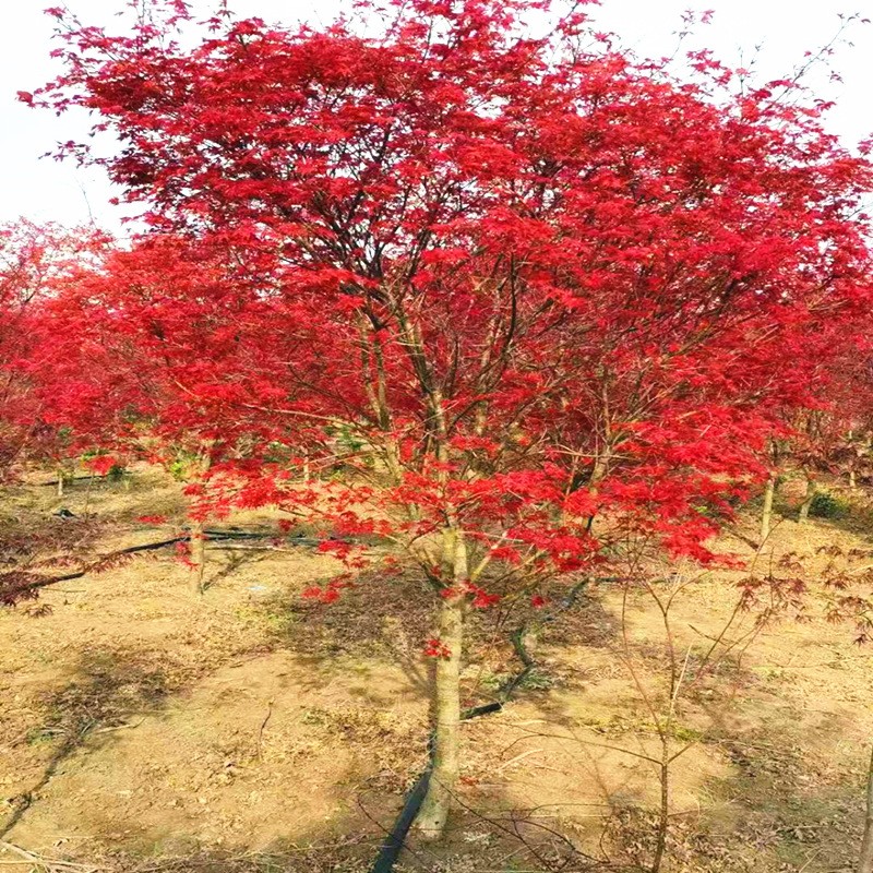 红枫树苗红枫树苗庭院花园别墅景观树苗日本红枫红舞 日本红枫小苗