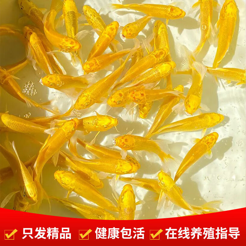 中国红冷水淡水观赏鱼锦鲤鱼活鱼金鱼小型好养红鲤鱼纯种小锦鲤 10-12cm长黑白黄红各一条