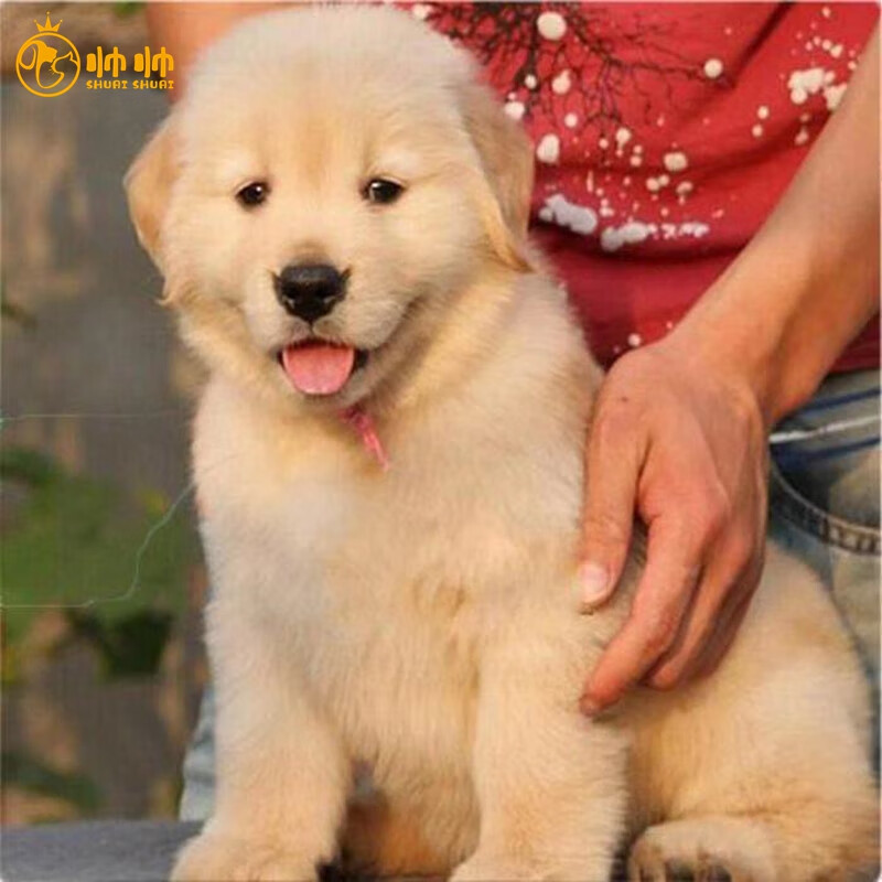 帅帅名宠北京犬舍 纯种金毛幼犬 金毛犬宠物狗活体狗狗活体小狗幼犬